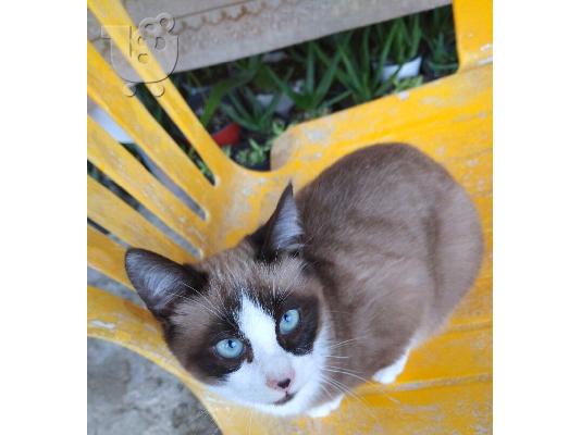 ΣΙΑΜ SNOWSHOE.